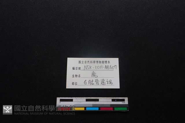 梅花鹿骨藏品圖，第3張