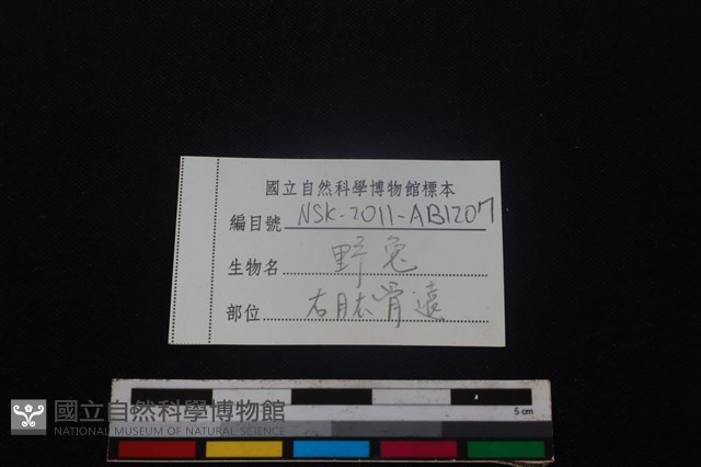 野兔骨藏品圖，第3張