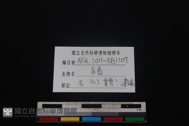 豬骨藏品圖，第3張