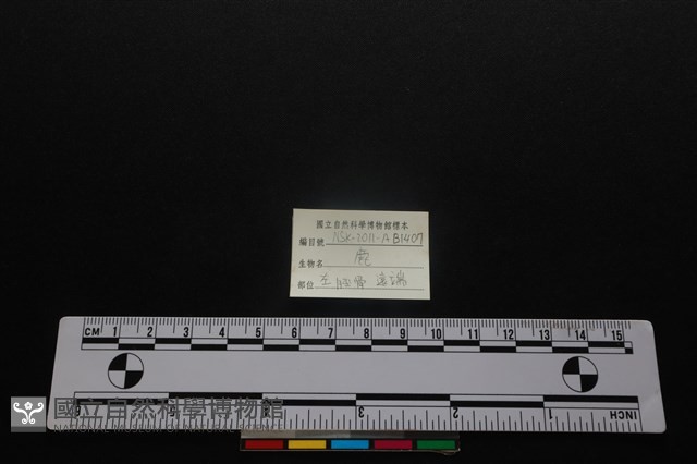 梅花鹿骨藏品圖，第3張