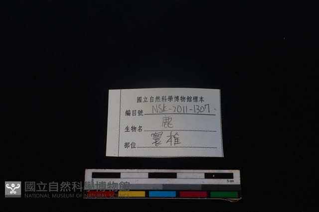 梅花鹿骨藏品圖，第3張