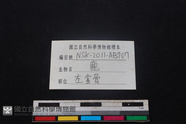 梅花鹿骨藏品圖，第3張