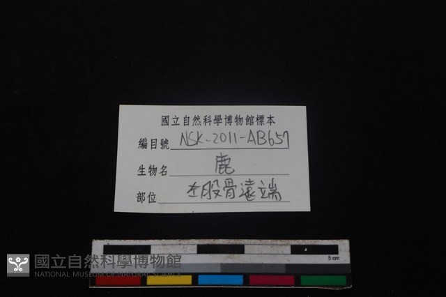 梅花鹿骨藏品圖，第3張