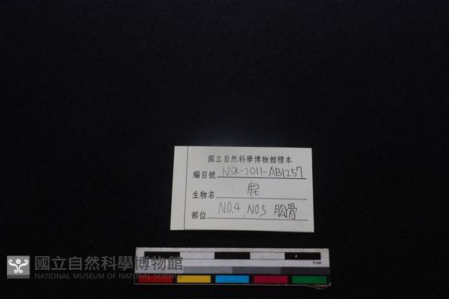 梅花鹿骨藏品圖，第3張