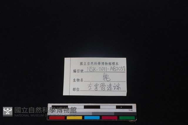 梅花鹿骨藏品圖，第3張