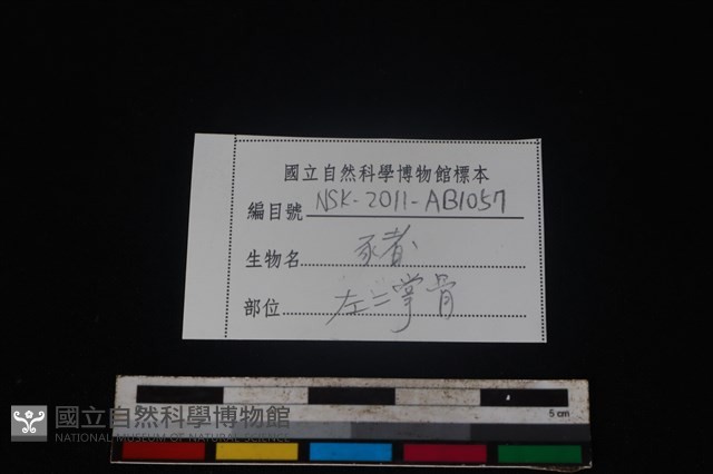 豬骨藏品圖，第3張