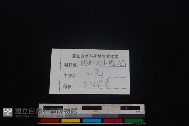 山羌骨藏品圖，第3張