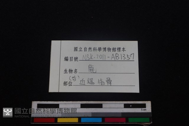 梅花鹿骨藏品圖，第3張