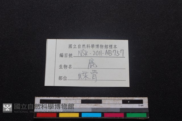 梅花鹿骨藏品圖，第3張