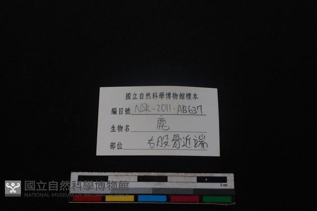 梅花鹿骨藏品圖，第3張