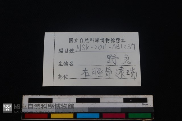 野兔骨藏品圖，第3張