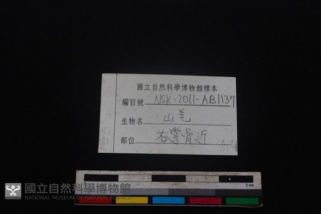 山羌骨藏品圖，第3張