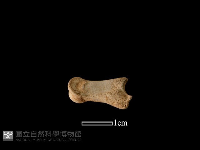 獐骨藏品圖，第3張