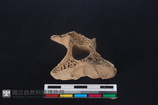 梅花鹿骨藏品圖，第3張