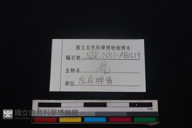 梅花鹿骨藏品圖，第3張