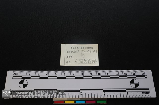 梅花鹿骨藏品圖，第3張