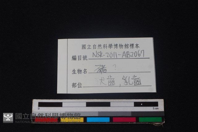 豬骨藏品圖，第3張