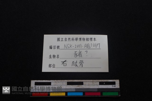 豬骨藏品圖，第3張