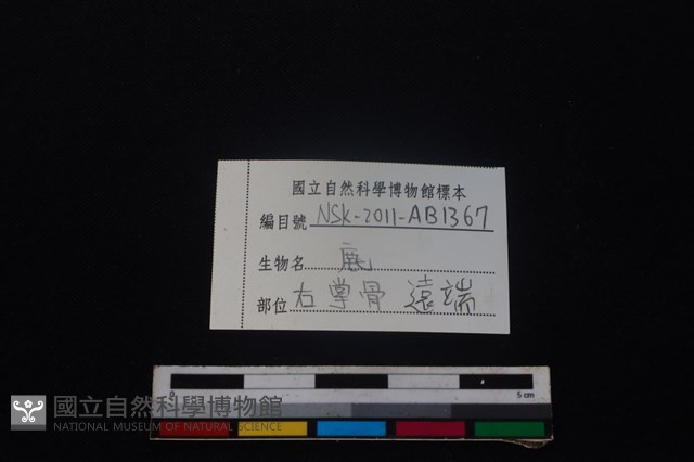 梅花鹿骨藏品圖，第3張