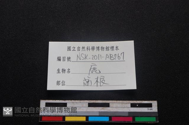 梅花鹿骨藏品圖，第3張