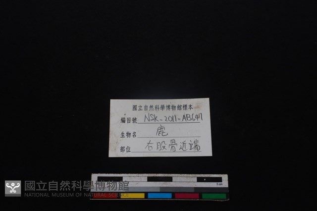 梅花鹿骨藏品圖，第3張