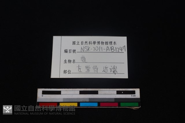 梅花鹿骨藏品圖，第3張