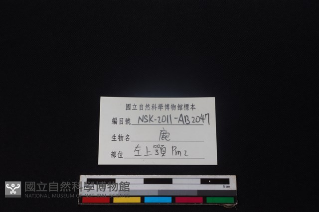 梅花鹿骨藏品圖，第3張