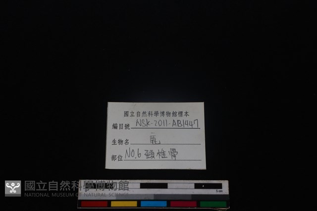 梅花鹿骨藏品圖，第3張