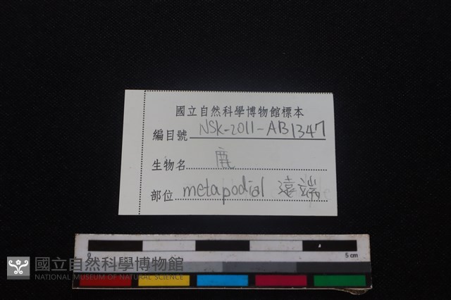 梅花鹿骨藏品圖，第3張