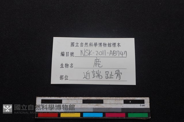梅花鹿骨藏品圖，第3張