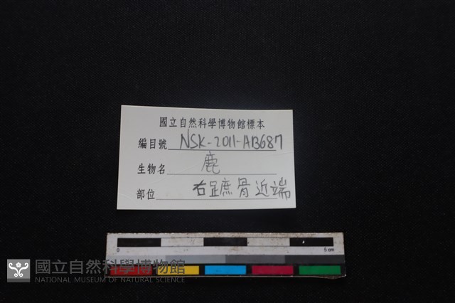 梅花鹿骨藏品圖，第3張