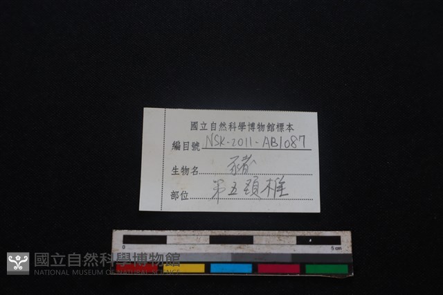 豬骨藏品圖，第3張