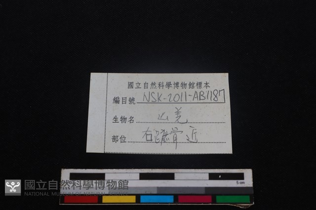 山羌骨藏品圖，第3張