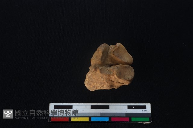 梅花鹿骨藏品圖，第3張