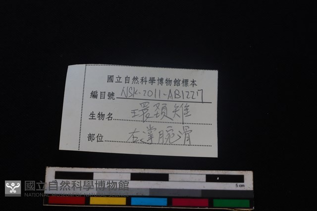 環頸雉骨藏品圖，第3張