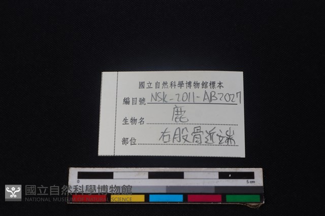 梅花鹿骨藏品圖，第3張