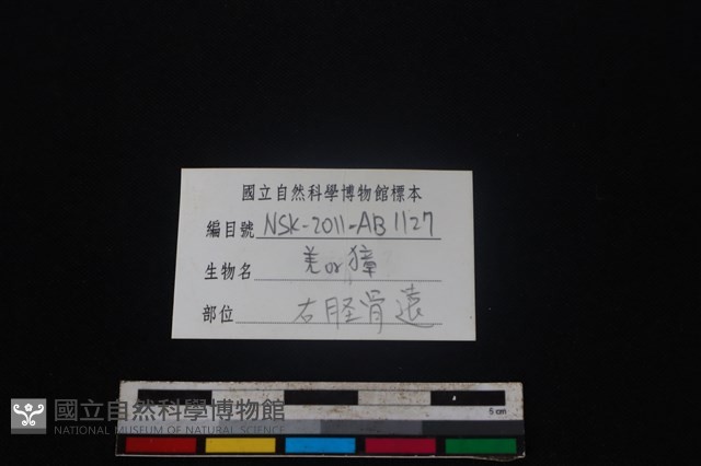鹿科骨藏品圖，第3張