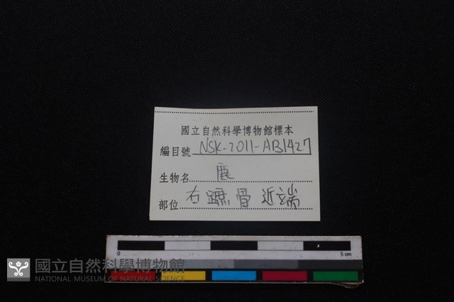 梅花鹿骨藏品圖，第3張