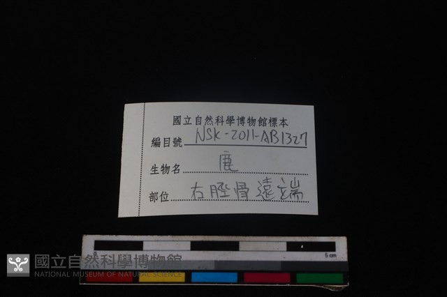 梅花鹿骨藏品圖，第3張