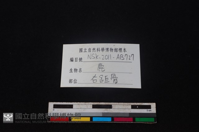 梅花鹿骨藏品圖，第3張