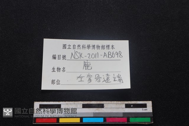 梅花鹿骨藏品圖，第3張