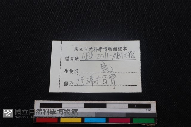 梅花鹿骨藏品圖，第3張