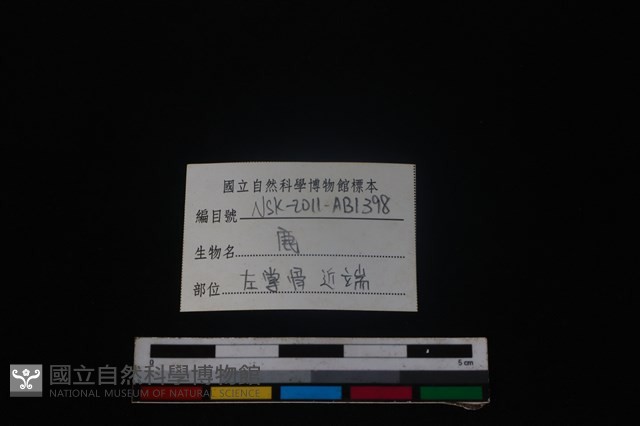 梅花鹿骨藏品圖，第3張