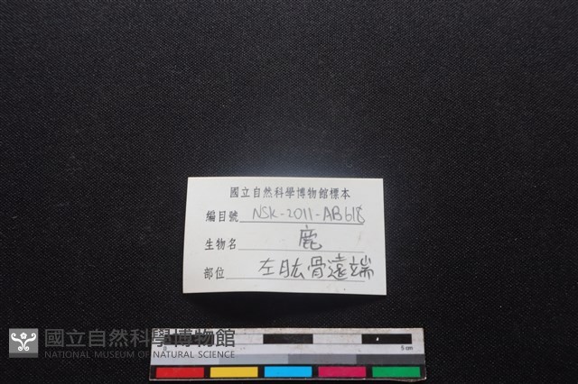 梅花鹿骨藏品圖，第3張
