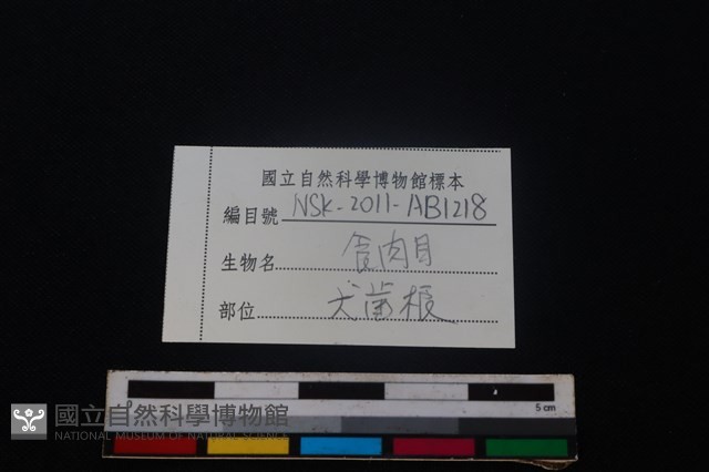食肉目骨藏品圖，第3張