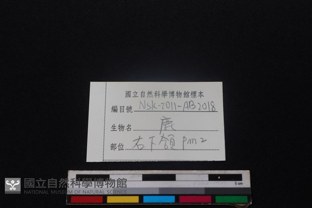 梅花鹿骨藏品圖，第3張