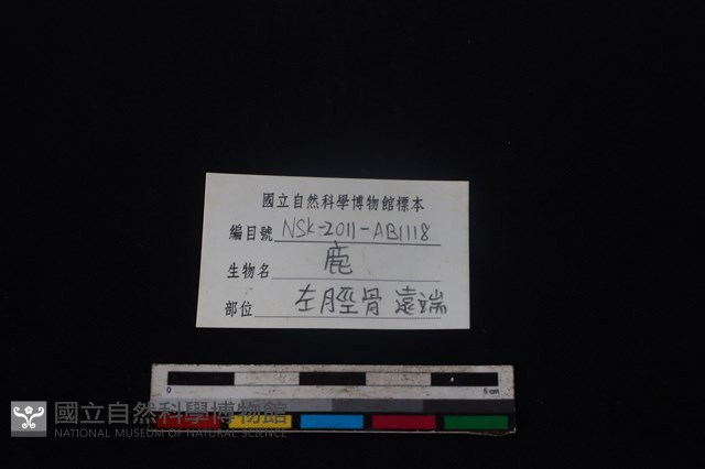 梅花鹿骨藏品圖，第3張
