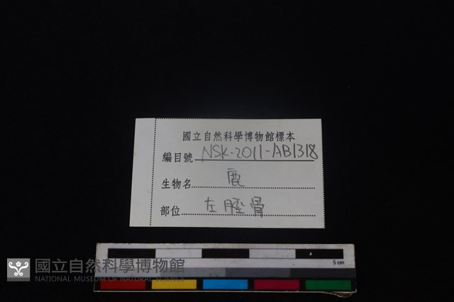梅花鹿骨藏品圖，第3張