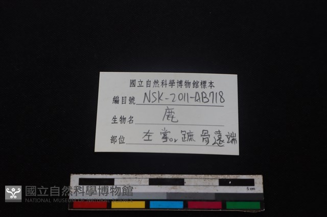 梅花鹿骨藏品圖，第3張