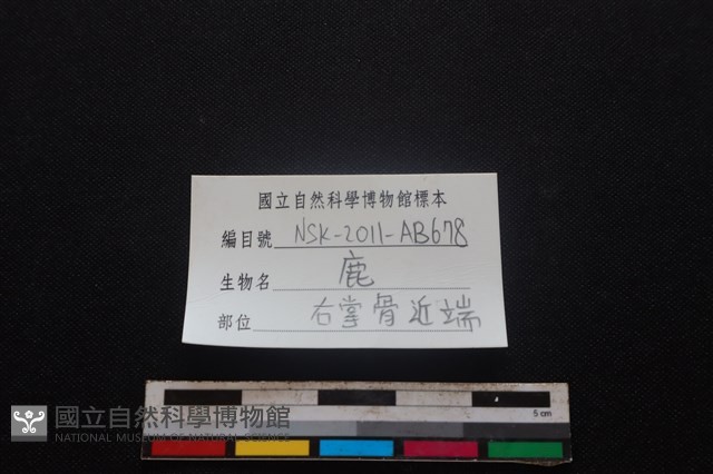 梅花鹿骨藏品圖，第3張